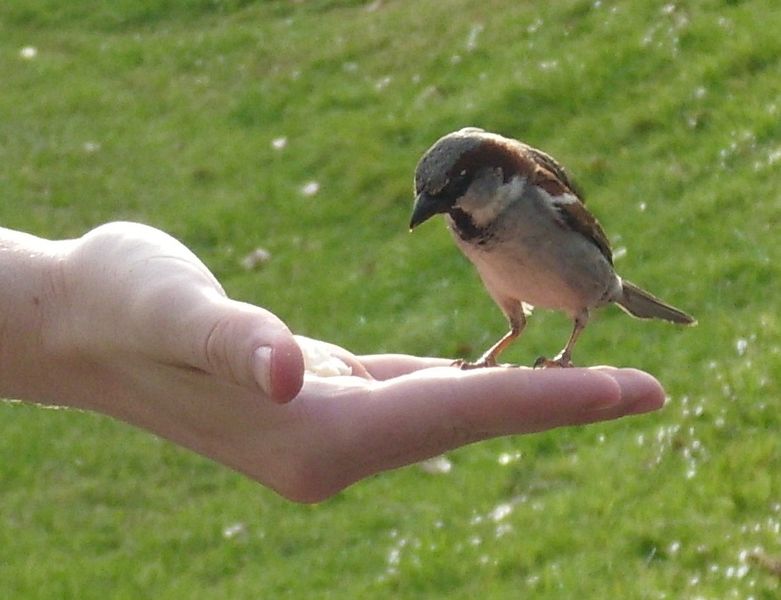 A bird standing on a womans hand